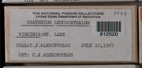 Craterium leucocephalum var. leucocephalum image